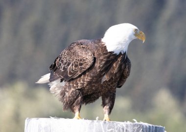 Balinalar, Susamurları, Deniz Aslanları, Martılar, Kel Kartallar, Seward, Seals, Puffins, Homer, Alaska