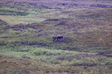 Alaska, Denali Ulusal Parkı, Denali Dağı, Ayılar, Geyik, Geyik, Vahşi Yaşam, Manzara, Günbatımı, Buzul Dağları
