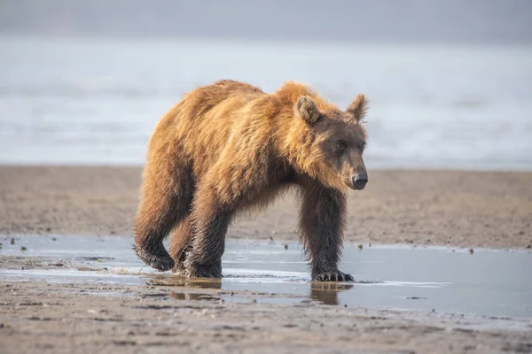 Osos Marrones Grizzlies Lake Clark National Park Homer Bush Plane — Foto de Stock