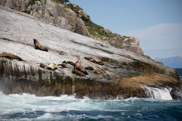 Balinalar Susamurları Deniz Aslanları Martılar Kel Kartallar Seward Seals Puffins — Stok fotoğraf