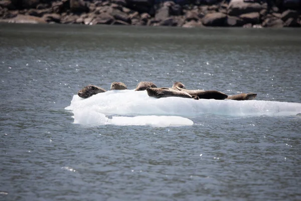 Balinalar Susamurları Deniz Aslanları Martılar Kel Kartallar Seward Seals Puffins — Stok fotoğraf