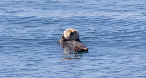 Balinalar Susamurları Deniz Aslanları Martılar Kel Kartallar Seward Seals Puffins — Stok fotoğraf