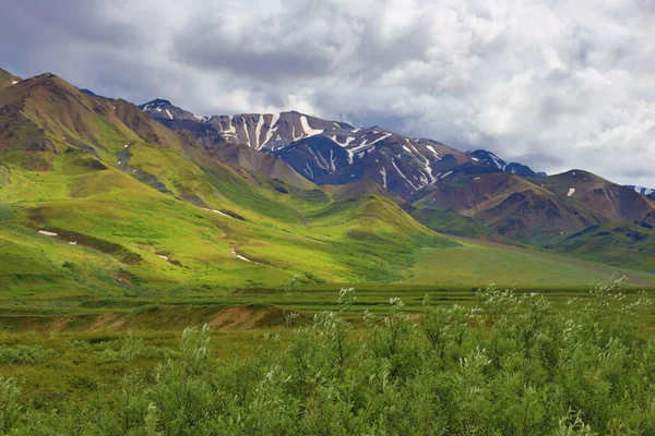 Alaska Denali Nationalpark Mount Denali Bären Elche Wildtiere Landschaften Sonnenuntergang — Stockfoto