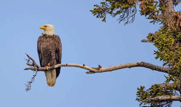 Homero Osos Marrones Grizzlies Lago Clark Parque Nacional Homero Águilas —  Fotos de Stock