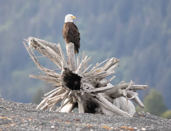 Homer Bruine Beren Grizzly Clark Meer Nationaal Park Homerus Kale — Stockfoto