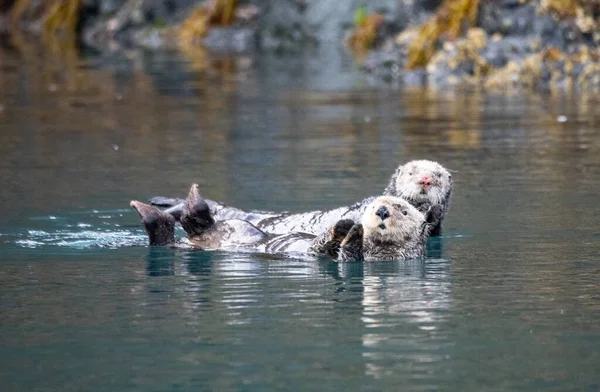 Homer, Kahverengi Ayılar, Boz Ayılar, Clark Gölü, Ulusal Park, Homer, Kel Kartallar, Martılar, Su samurları, Balinalar