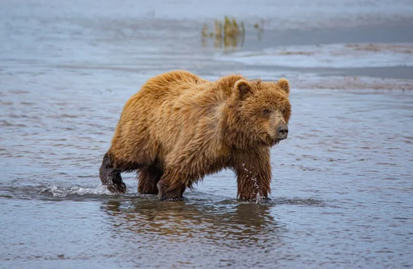 Braunbären Grizzlys Lake Clark National Park Homer Bush Plane Gletscher — Stockfoto