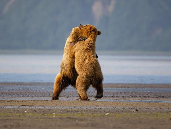 Brown Bears Grizzlies Lake Clark National Park Homer Bush Plane — Stock Photo, Image