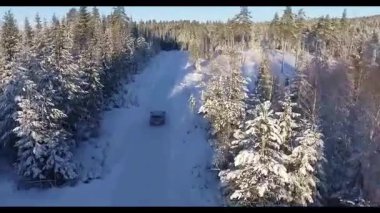 Ormanın güzel manzarası