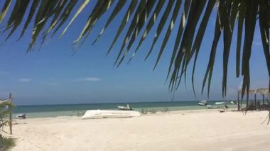 Sahilde palmiye ağacı