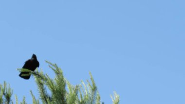 Yazın ağustosta yeşil ormanda kara kuzgun