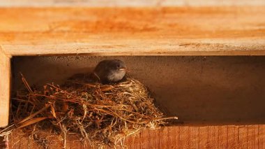 Yuvadaki bir kuş