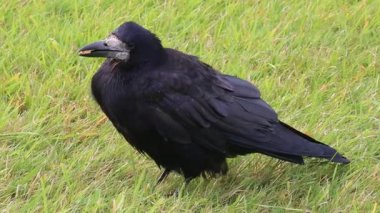 crow bird close - up