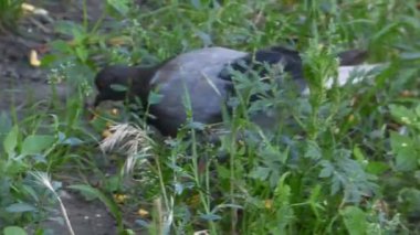 the black crow on the grass