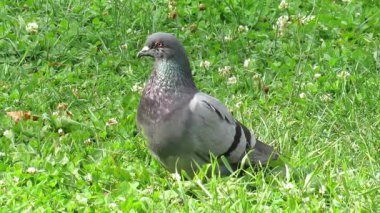 pigeon in a park in spain
