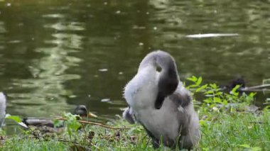 the great white heron in the lake in the park