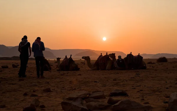 Caravan Woestijn Bij Zonsopgang Wadi Rum Jordanië — Stockfoto