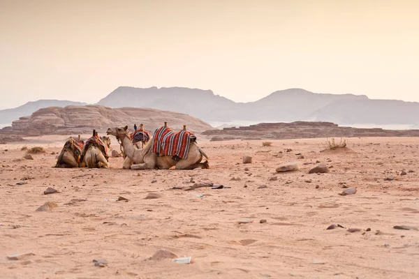 Chameaux Dans Désert Wadi Rum Jordanie — Photo