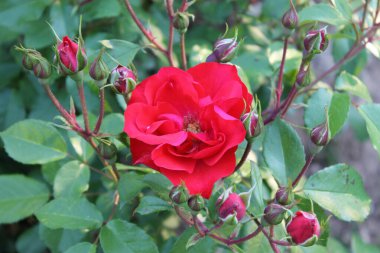 2014 - Parque Manuel Carrasco - Martos