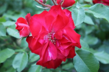 2014 - Parque Manuel Carrasco - Martos