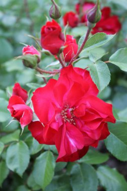 2014 - Parque Manuel Carrasco - Martos