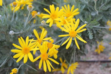 2014 - Parque Manuel Carrasco - Martos