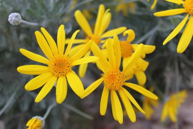 2014 - Parque Manuel Carrasco - Martos