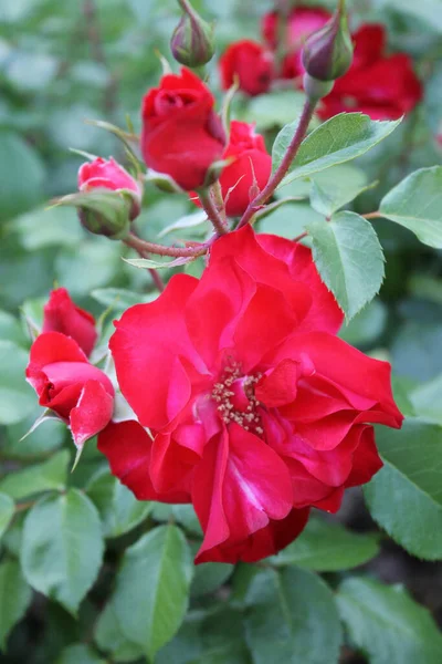 2014 - Parque Manuel Carrasco - Martos