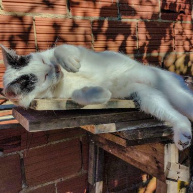 Siyah ve beyaz bir kedi gün ışığında ahşap bir platformda huzur içinde dinlenir. Yüzünde sakin bir ifadeyle yan yatar ve yaprakların gölgeleri arka planda yansır..