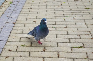 Güvercin sana doğru geliyor. Güvercinin kırmızı patileri var. Gri fayanslar. Yatay çerçeve.