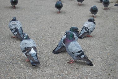 Birçok güvercin asfaltta üşür. Kırmızı pençeli gri güvercinler. Yatay çerçeve.