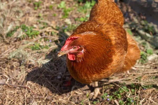 Bahçede bir tavuk dolaşıyor. Tavuk kahverengidir. Yerel odaklanma. Yatay çerçeve.