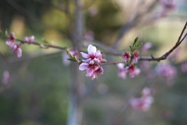 Şeftali dalda çiçek açar. Yerel odaklanma. Yatay çerçeve.