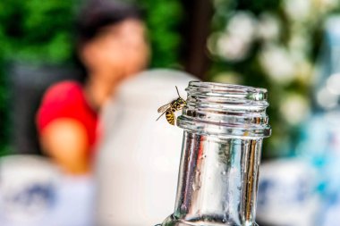 Wasp boş şişe üzerinde yakın çekim. Tema içme. Yaz aylarında böcek