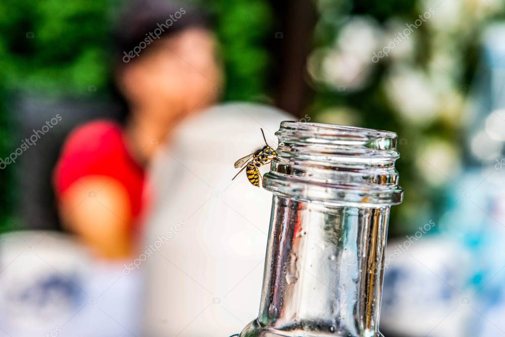 close up of Wasp on empty bottle. Drinking theme. Insect in summer