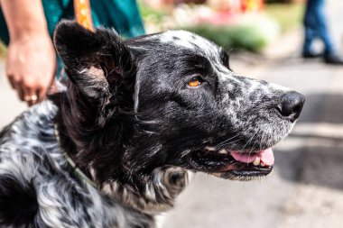 baş ve fsce bir kenar kömür ocağı karışık ırk siyah beyaz portre bokeh kürk