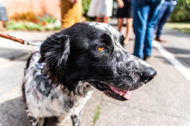 baş ve fsce bir kenar kömür ocağı karışık ırk siyah beyaz portre bokeh kürk