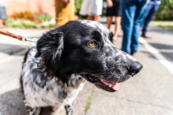 baş ve fsce bir kenar kömür ocağı karışık ırk siyah beyaz portre bokeh kürk
