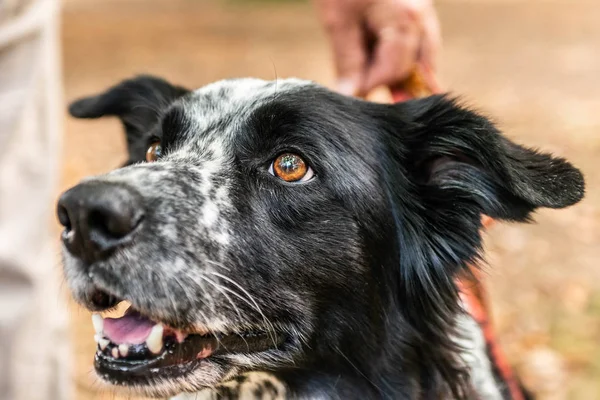 baş ve fsce bir kenar kömür ocağı karışık ırk siyah beyaz portre bokeh kürk