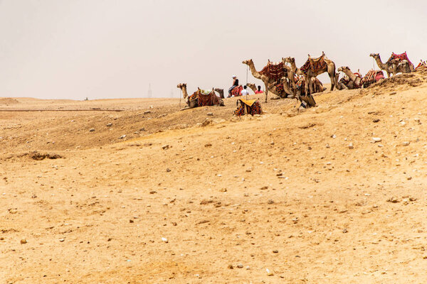 Cairo, Egypt 25.05.2018 - Tourists and guides riding camels on Giza plateau in the rocky desert