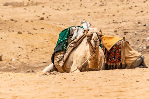 Camellos para los turistas y guías a caballo en la meseta de Giza en el desierto rocoso cerca de Egipto cairo — Foto de Stock