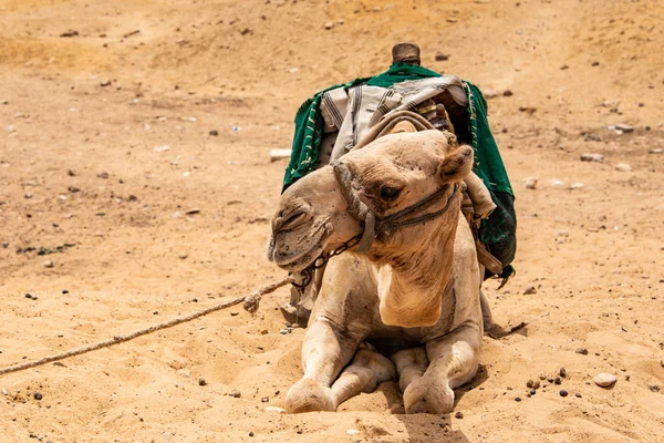 Cammelli per turisti e guide a cavallo sull'altopiano di Giza nel deserto roccioso vicino al cairo egiziano — Foto Stock