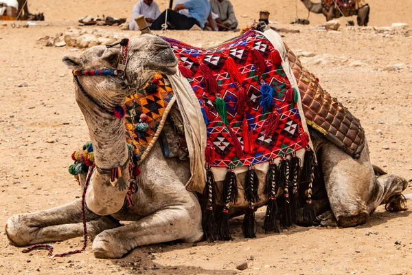 観光客とガイド エジプト カイロの近くの岩の砂漠のギザ台地の上に乗ってのラクダ — ストック写真