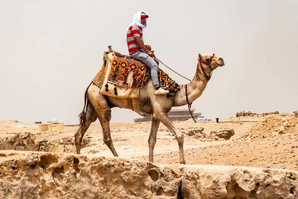 Kairo, Ägypten 25.05.2018 - Führer reiten Kamele auf dem Giza-Plateau in der felsigen Wüste — Stockfoto