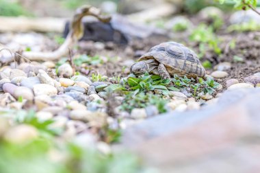 Kaplumbağa Testudo Marginata Avrupa kara kaplumbağası vahşi hayata yakın