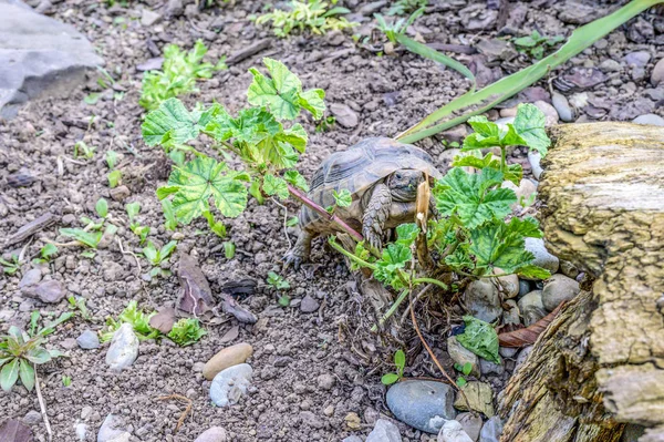 Tortuga Testudo Marginata tortuga terrestre europea primer plano fauna — Foto de Stock