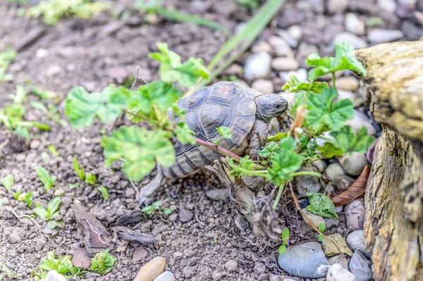 Kilpikonna Testudo Marginata Euroopan maakilpikonna lähikuva luonnonvaraisten eläinten — kuvapankkivalokuva