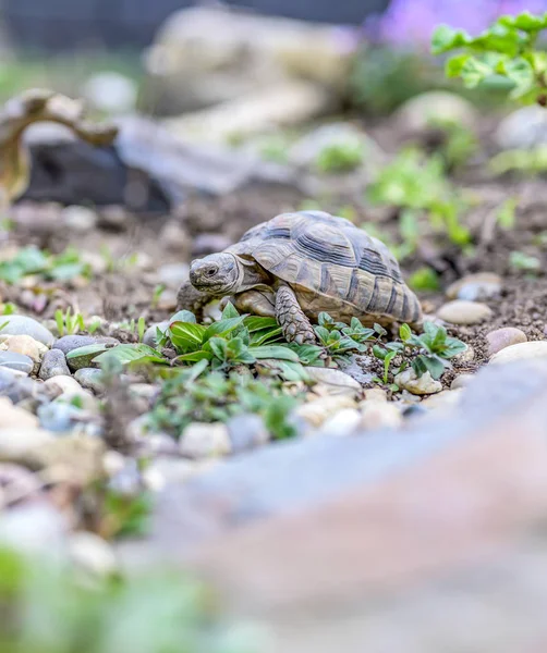 Sköldpadda Testudo Marginata europeiska landsköldpadda närbild vilda djur — Stockfoto