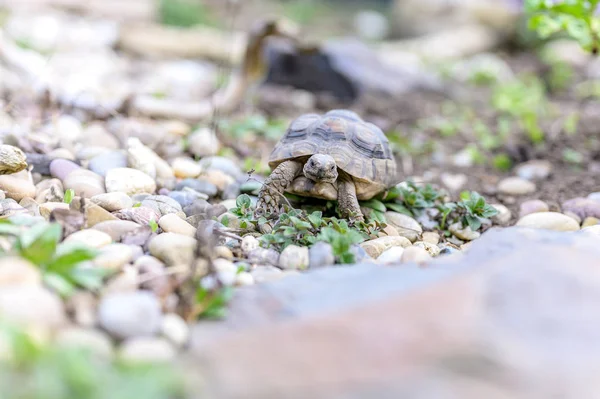 Sköldpadda Testudo Marginata europeiska landsköldpadda närbild vilda djur — Stockfoto