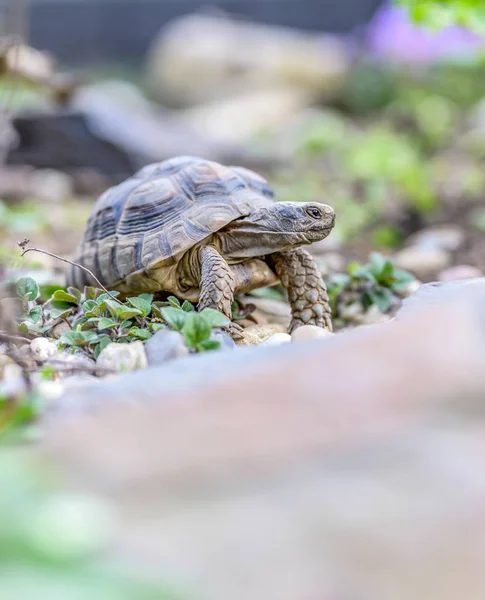 Sköldpadda Testudo Marginata europeiska landsköldpadda närbild vilda djur — Stockfoto